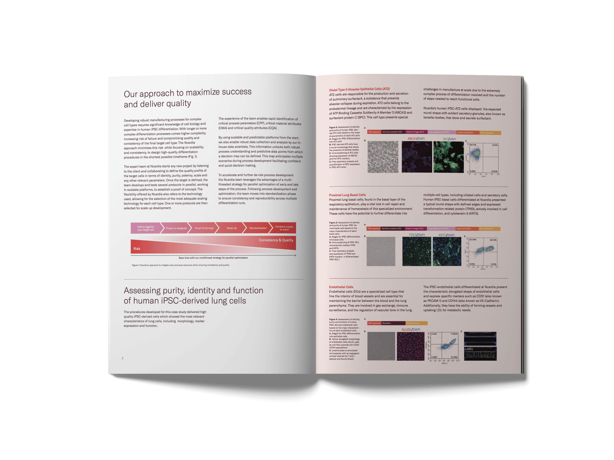 Case Study- Enabling tissue engineering through robust process development and manufacturing of key cell types in the lung
