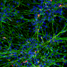 CNS Neuron kit key visual_500x500