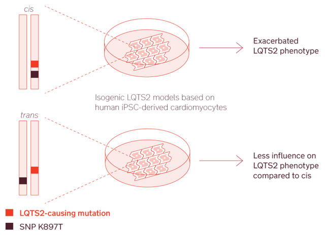 HiPSC cardiomyocites to model Long QT syndrome type1 and study the effect of genetic modifiers