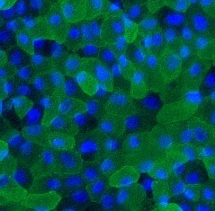 Intestinal epithelial cells