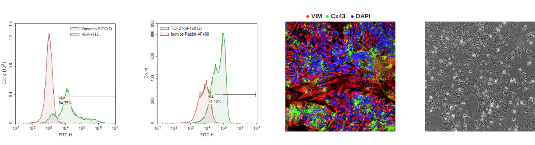 iPSC-Lung Progenitor Cells