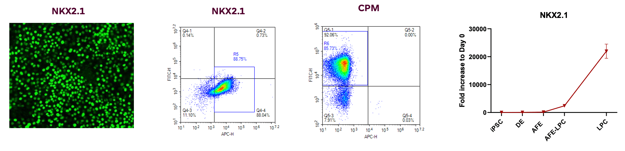 iPSC-Lung Progenitor Cells