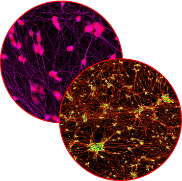 website_images_cholinergic